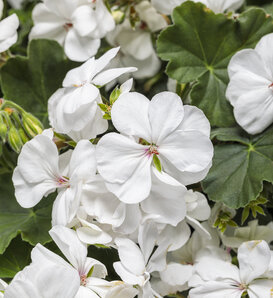 Boldly® White - Geranium - Pelargonium interspecific
