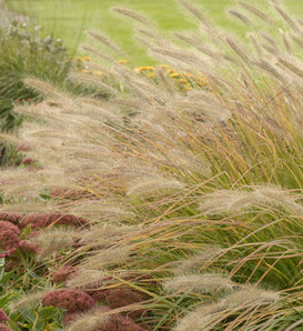 Prairie Winds® 'Desert Plains' - Fountain Grass - Pennisetum alopecuroides