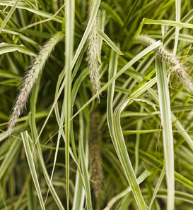 Graceful Grasses® 'Sky Rocket' - Fountain Grass - Pennisetum setaceum 'Rubrum'