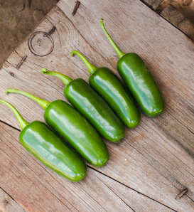 Fire Away® Torrente - Hot Jalapeno Pepper - Capsicum annuum