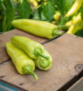 Fire Away® Venom - Hot Banana Pepper - Capsicum annuum