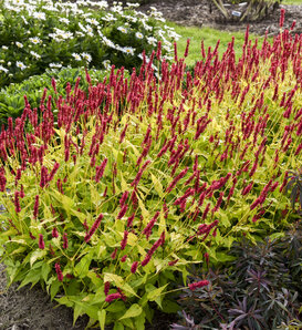'Glowing Reviews' - Mountain Fleece - Persicaria amplexicaulis