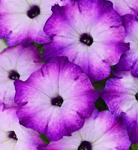 Crazytunia® Purple Storm - Petunia hybrid