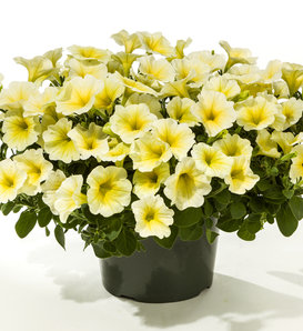 Good and Plenty™ Yellow - Petunia hybrid