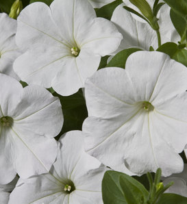 Good and Plenty™ White - Petunia hybrid