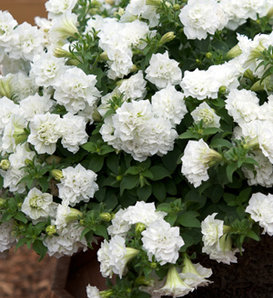 Surfinia® Summer Double™ White - Petunia hybrid