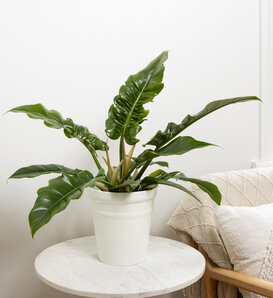 Philodendron | Proven Winners