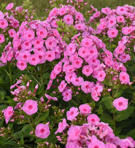 Luminary™ 'Prismatic Pink' - Tall Garden Phlox - Phlox paniculata