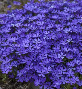 'Violet Pinwheels' - Phlox hybrid