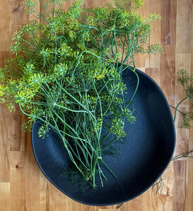 Pickle Me™ Dill - Anethum graveolens