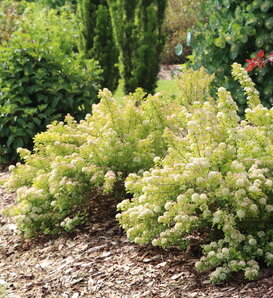 Pickleball™ - Ninebark - Physocarpus opulifolius