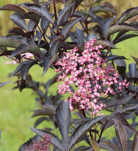 Pink Pony™ - Elderberry - Sambucus nigra