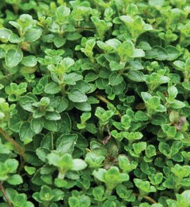 Pizza Night™ - Oregano - Origanum vulgare