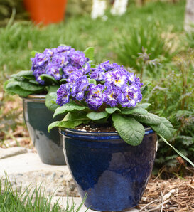 Bouquet Perfect™ 'Blue Ripples' - Primrose - Primula vulgaris