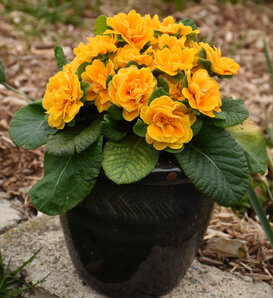 Bouquet Perfect™ 'Mandarin' - Primrose - Primula vulgaris