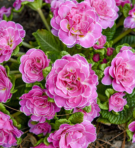 Bouquet Perfect™ 'Rosalina' - Primrose - Primula vulgaris