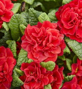 Bouquet Perfect™ 'Scarletta' - Primrose - Primula vulgaris