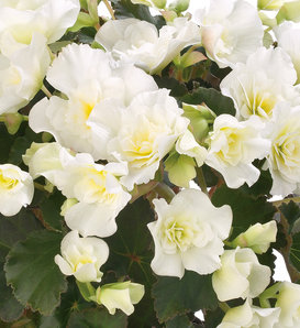 Glory White - Rieger Begonia - Begonia x hiemalis
