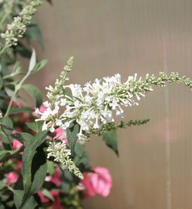 Inspired White™ - Butterfly bush - Buddleia x