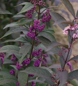 Purple Pearls® - Beautyberry - Callicarpa x