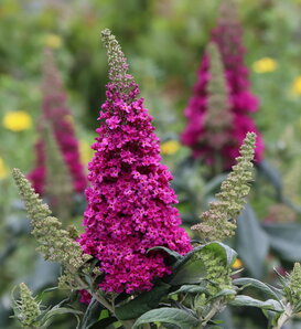 Pugster Pico Punch™ - Butterfly Bush - Buddleia x