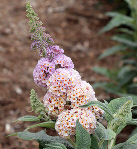 Pugster Sorbet™ - Butterfly Bush - Buddleia x