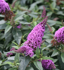Pugster Periwinkle® - Butterfly Bush - Buddleia x