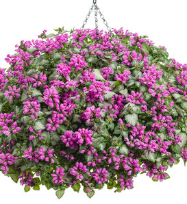 Purple Chablis™ - Dead Nettle - Lamium maculatum
