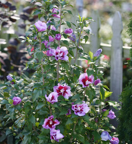 Purple Pillar® - Rose of Sharon - Hibiscus syriacus