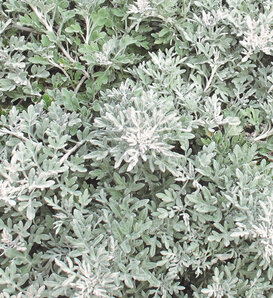 Silver Bullet® - Wormwood - Artemisia stelleriana