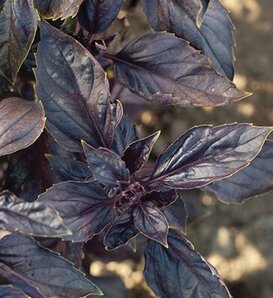 Red Wine Vinegar™ - Basil - Ocimum basilicum