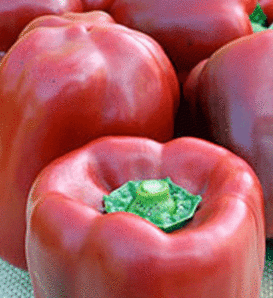 Red Baron - Sweet Bell Pepper - Capsicum annuum
