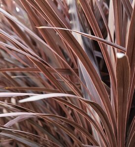 Proven Accents® Red Star - Cordyline australis