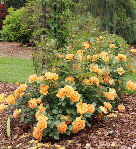 Reminiscent® Ginger - Rose - Rosa x