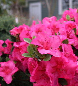 Perfecto Mundo Epic Pink® - Reblooming Azalea - Rhododendron x