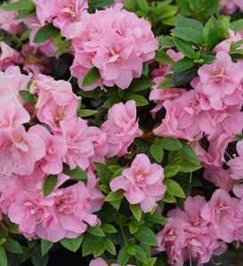 Perfecto Mundo® Double Pink - Reblooming Azalea - Rhododendron x
