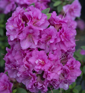 Perfecto Mundo® Double Purple - Reblooming Azalea - Rhododendron x