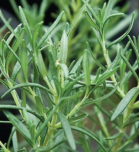 Roasting™ - Rosemary - Rosmarinus officinalis