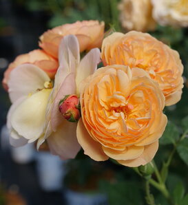 Flavorette™ Honey-Apricot - Rose - Rosa x