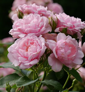 Reminiscent® Pink - Rose - Rosa x