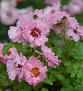 Ringo® Double Pink - Rose - Rosa x
