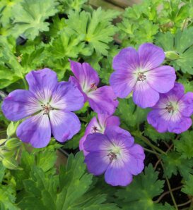 'Rozanne' - Hardy Geranium - Geranium hybrid