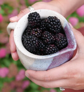 Taste of Heaven™ - Thornless blackberry - Rubus  