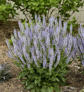 Color Spires® 'Crystal Blue' - Perennial Salvia - Salvia nemorosa