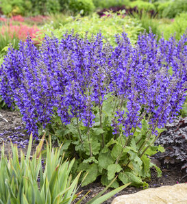 Living Large® 'Dark Sky' - Perennial Salvia - Salvia hybrid