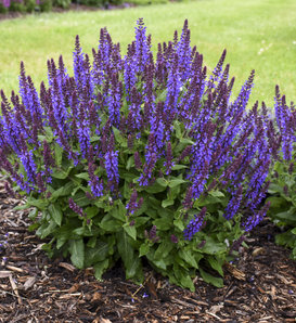 'Violet Profusion' - Perennial Salvia - Salvia nemorosa