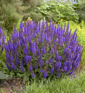 'Violet Profusion' - Perennial Salvia - Salvia nemorosa