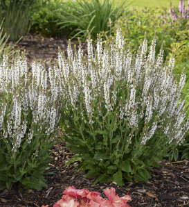 'White Profusion' - Perennial Salvia - Salvia nemerosa