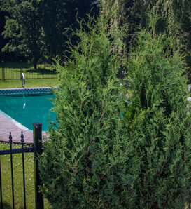 Sasquatch™ Dark Green - Arborvitae - Thuja occidentalis