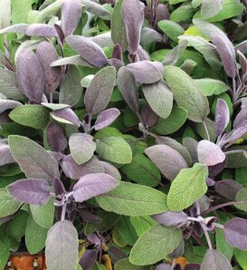 Savory Sachet™ - Sage - Salvia officinalis 'Purpurea'